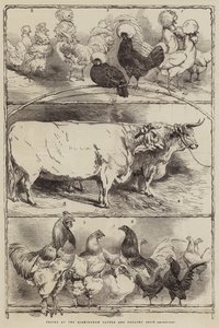 Premi alla Mostra di Bestiame e Pollame di Birmingham